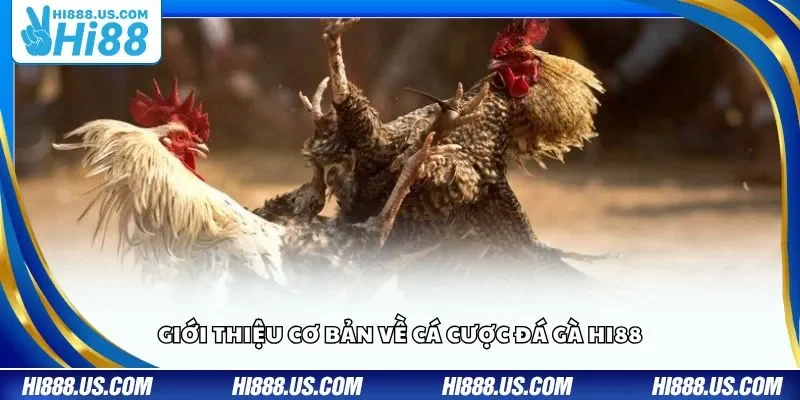 Giới thiệu cơ bản về cá cược đá gà Hi88