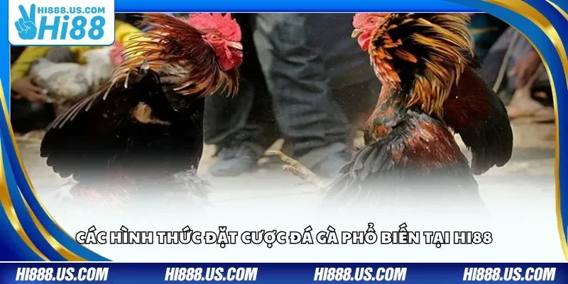 Các hình thức đặt cược đá gà phổ biến tại Hi88